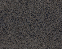 Bonaparte Chinchilla 148