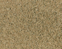 Bonaparte Chinchilla 179