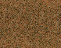 Bonaparte Chinchilla 163