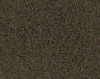 Bonaparte Chinchilla 192