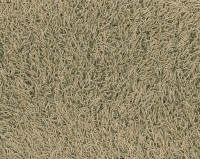 Bonaparte Chinchilla 175