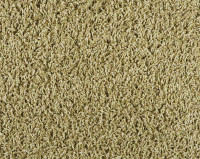 Bonaparte Vincent 284