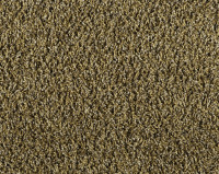 Bonaparte Vincent 245